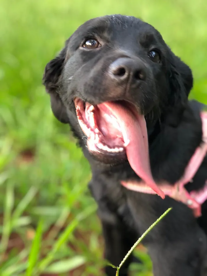 Cachorro ra a Labrador idade 7 a 11 meses nome Lua