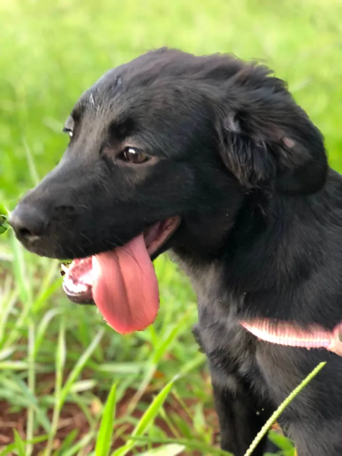 Cachorro ra a Labrador idade 7 a 11 meses nome Lua