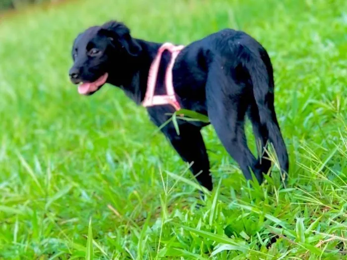 Cachorro ra a Labrador idade 7 a 11 meses nome Lua