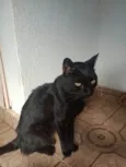 Kyara