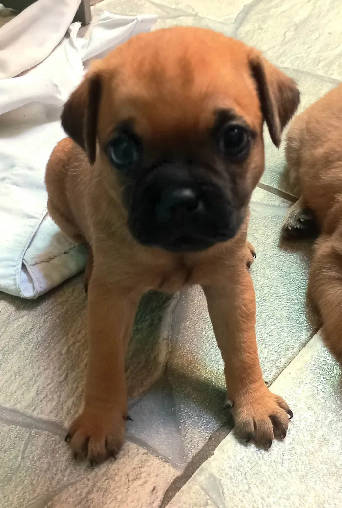 Cachorro ra a SRD-ViraLata idade Abaixo de 2 meses nome Sem nome ainda