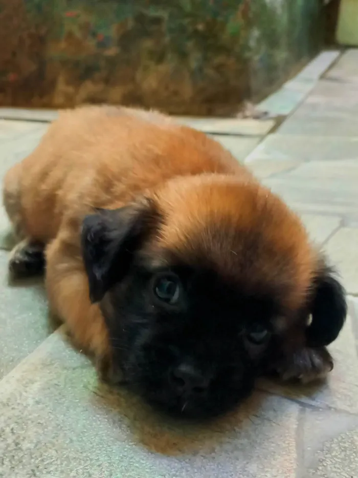 Cachorro ra a SRD-ViraLata idade Abaixo de 2 meses nome Sem nome ainda