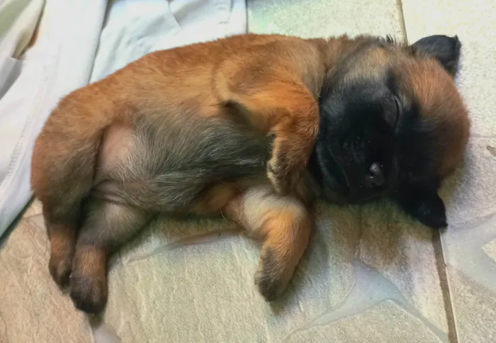 Cachorro ra a SRD-ViraLata idade Abaixo de 2 meses nome Sem nome ainda