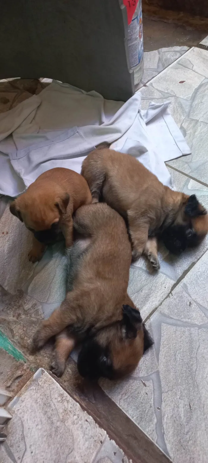 Cachorro ra a SRD-ViraLata idade Abaixo de 2 meses nome Sem nome ainda