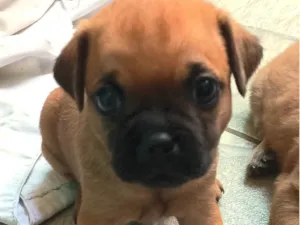 Cachorro raça SRD-ViraLata idade Abaixo de 2 meses nome Sem nome ainda