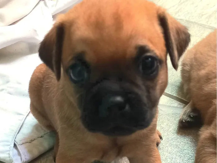 Cachorro ra a SRD-ViraLata idade Abaixo de 2 meses nome Sem nome ainda