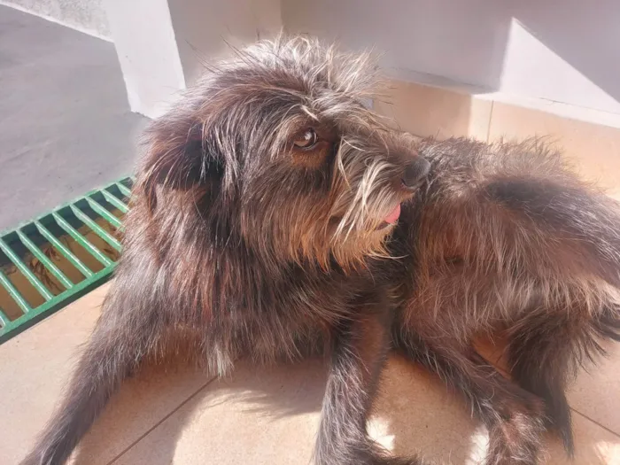 Cachorro ra a  idade 2 anos nome Magrela