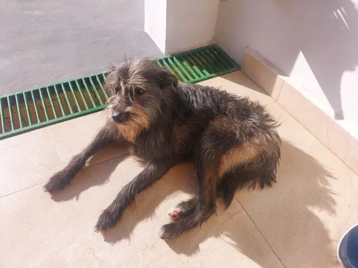 Cachorro ra a  idade 2 anos nome Magrela