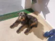 Magrela