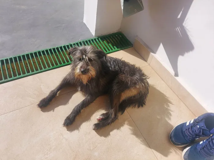 Cachorro ra a  idade 2 anos nome Magrela