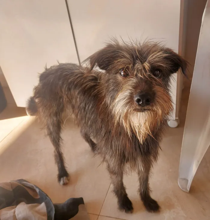 Cachorro ra a  idade 2 anos nome Magrela