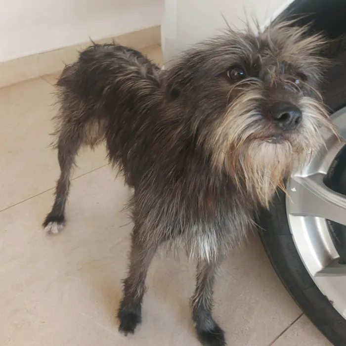 Cachorro ra a  idade 2 anos nome Magrela