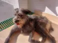 Magrela
