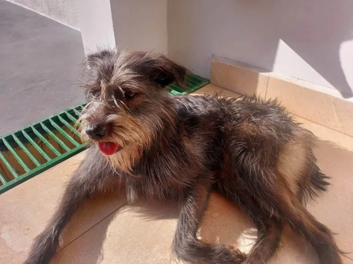 Cachorro ra a  idade 2 anos nome Magrela