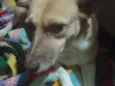 Caramelo