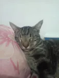 Nino