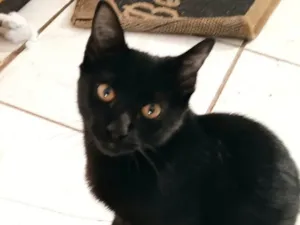 Gato raça SRD-ViraLata idade 1 ano nome CANELA