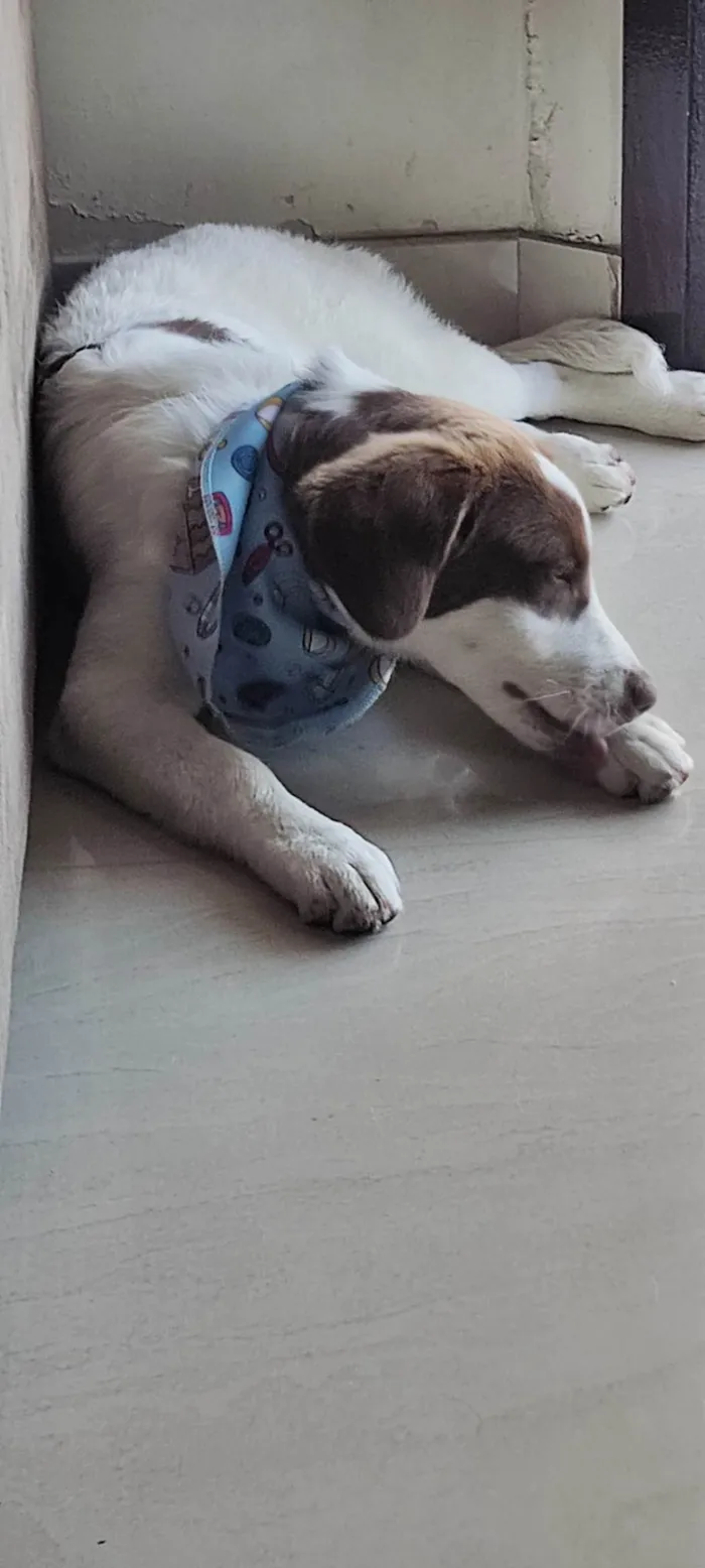 Cachorro ra a SRD-ViraLata idade 7 a 11 meses nome Nina