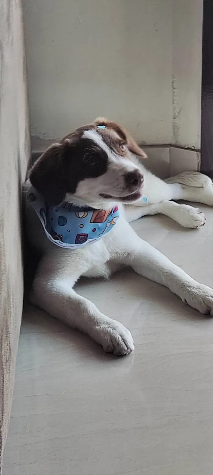 Cachorro ra a SRD-ViraLata idade 7 a 11 meses nome Nina