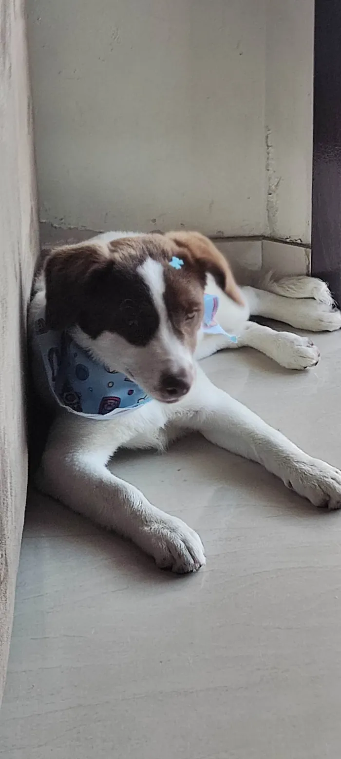 Cachorro ra a SRD-ViraLata idade 7 a 11 meses nome Nina