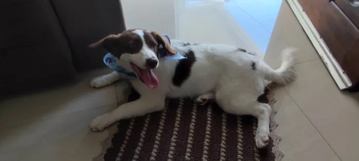 Cachorro ra a SRD-ViraLata idade 7 a 11 meses nome Nina