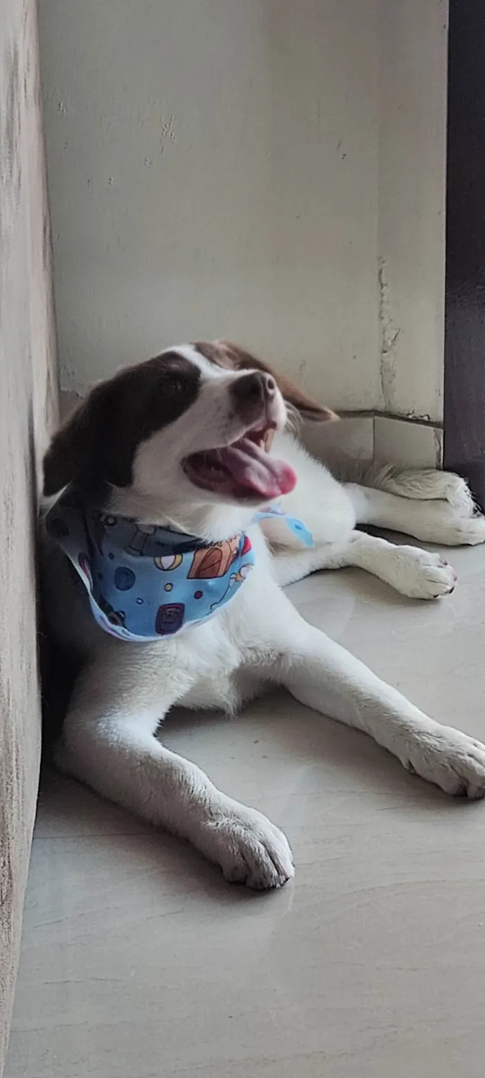 Cachorro ra a SRD-ViraLata idade 7 a 11 meses nome Nina