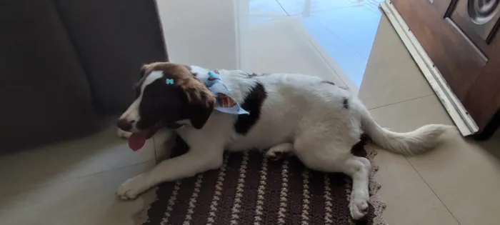 Cachorro ra a SRD-ViraLata idade 7 a 11 meses nome Nina