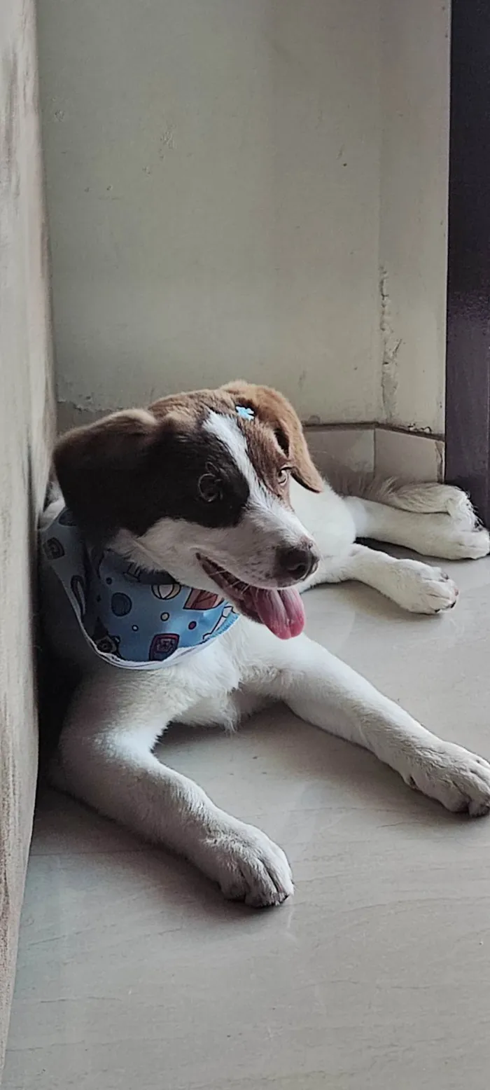 Cachorro ra a SRD-ViraLata idade 7 a 11 meses nome Nina