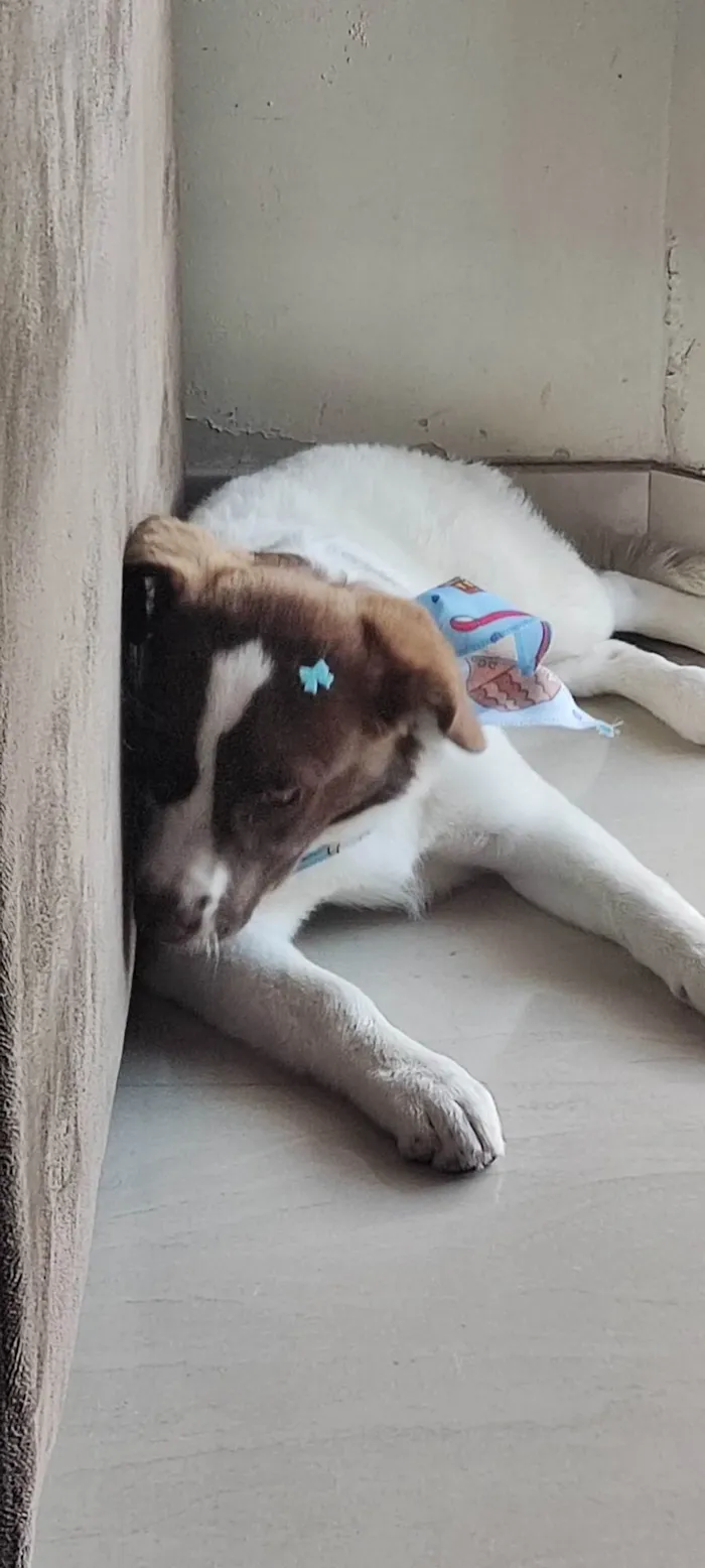 Cachorro ra a SRD-ViraLata idade 7 a 11 meses nome Nina