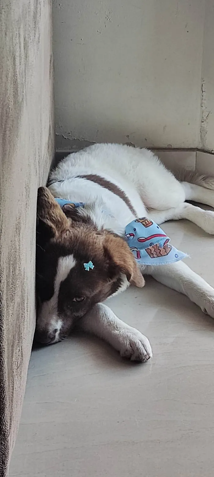 Cachorro ra a SRD-ViraLata idade 7 a 11 meses nome Nina