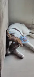 Nina
