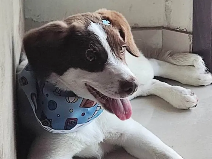 Cachorro ra a SRD-ViraLata idade 7 a 11 meses nome Nina