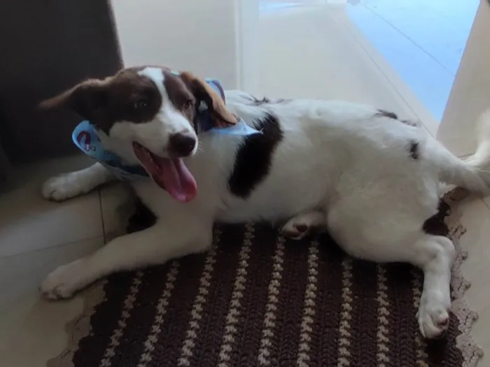 Cachorro ra a SRD-ViraLata idade 7 a 11 meses nome Nina