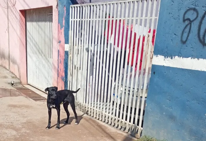 Cachorro ra a SRD-ViraLata idade 2 anos nome MEGHI