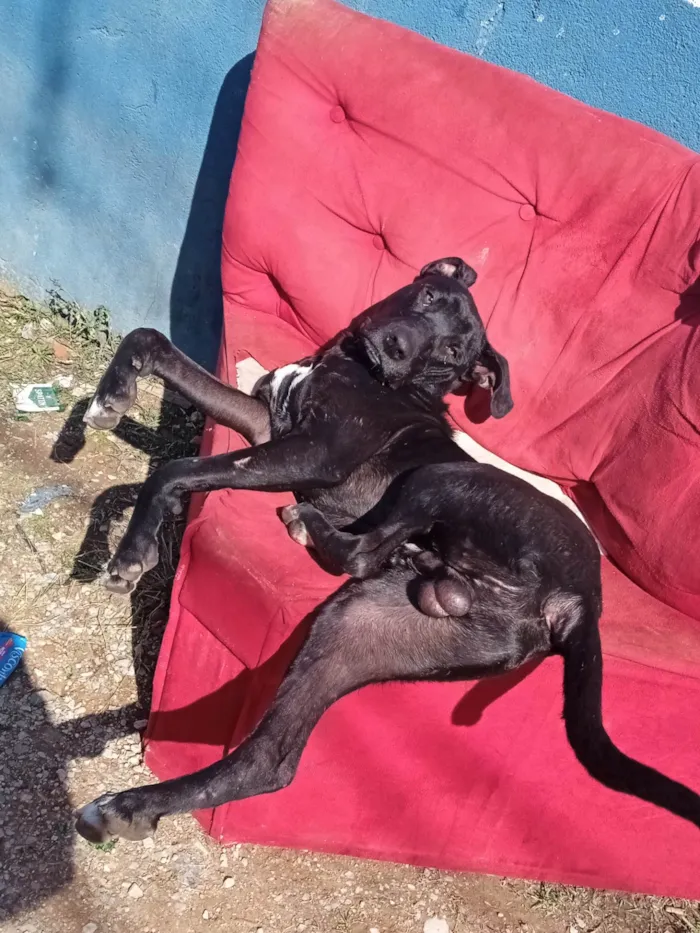 Cachorro ra a SRD-ViraLata idade 2 anos nome MEGHI