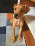 Bruce