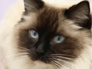 Gato raça Ragdoll idade 1 ano nome Zayon 
