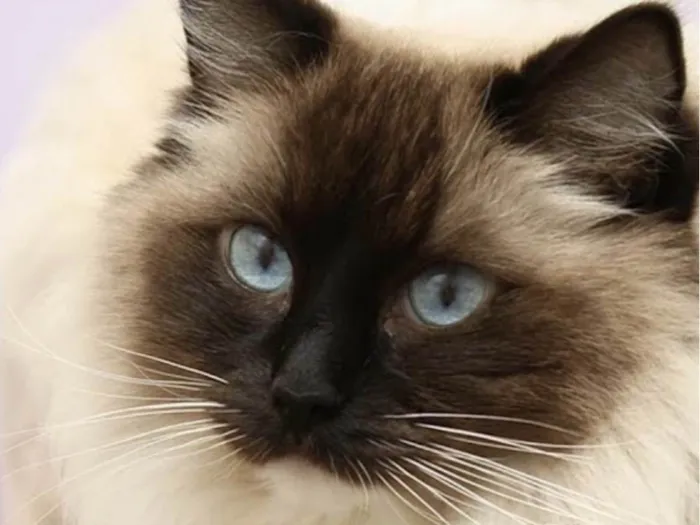 Gato ra a Ragdoll idade 1 ano nome Zayon 