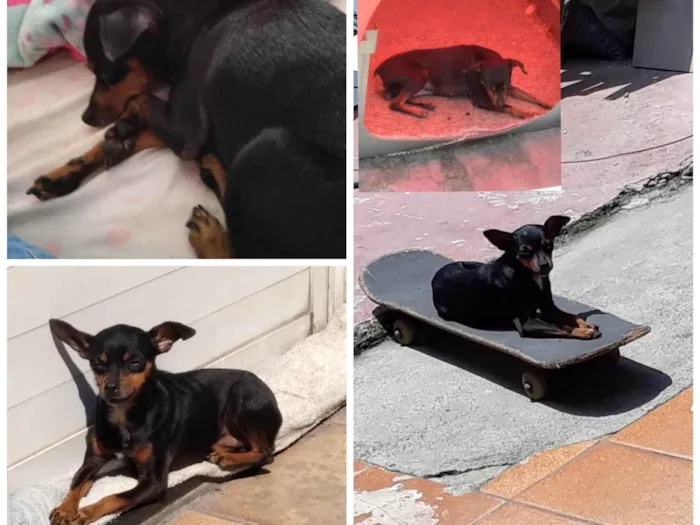 Cachorro ra a Pinscher idade 6 ou mais anos nome Neguinha 