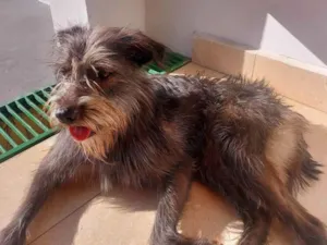 Cachorro raça  idade 2 anos nome Magrela