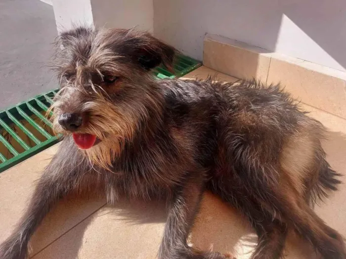 Cachorro ra a  idade 2 anos nome Magrela