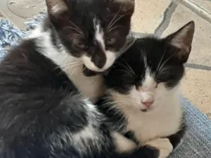 Gato raça Vira-latas  idade 2 a 6 meses nome Sem nome