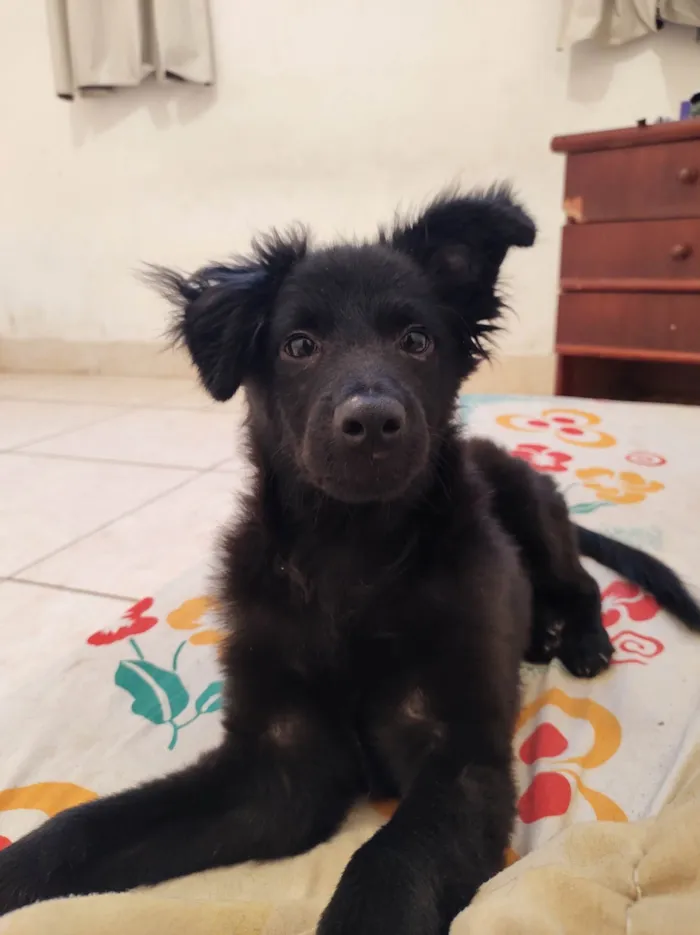 Cachorro ra a Pastor belga misturado. idade 2 a 6 meses nome Venom.