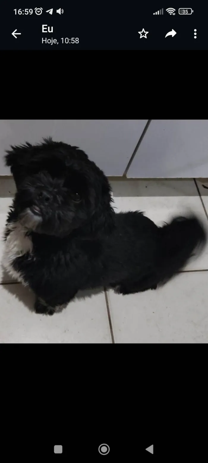 Cachorro ra a Shitzu idade 1 ano nome Trovão 