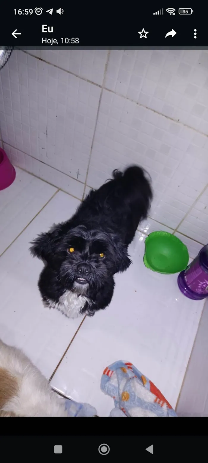 Cachorro ra a Shitzu idade 1 ano nome Trovão 