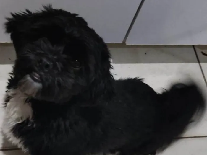 Cachorro ra a Shitzu idade 1 ano nome Trovão 