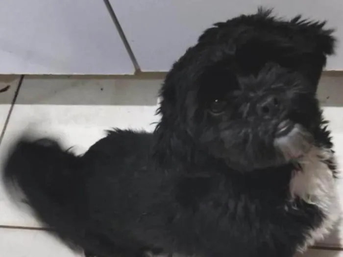 Cachorro ra a Shitzu idade 1 ano nome Trovão 