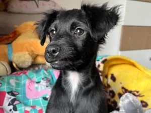 Cachorro raça SRD-ViraLata idade 2 a 6 meses nome Sem Nome 