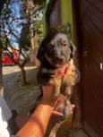 Cachorro raça SRD-ViraLata idade 2 a 6 meses nome Sem nome 