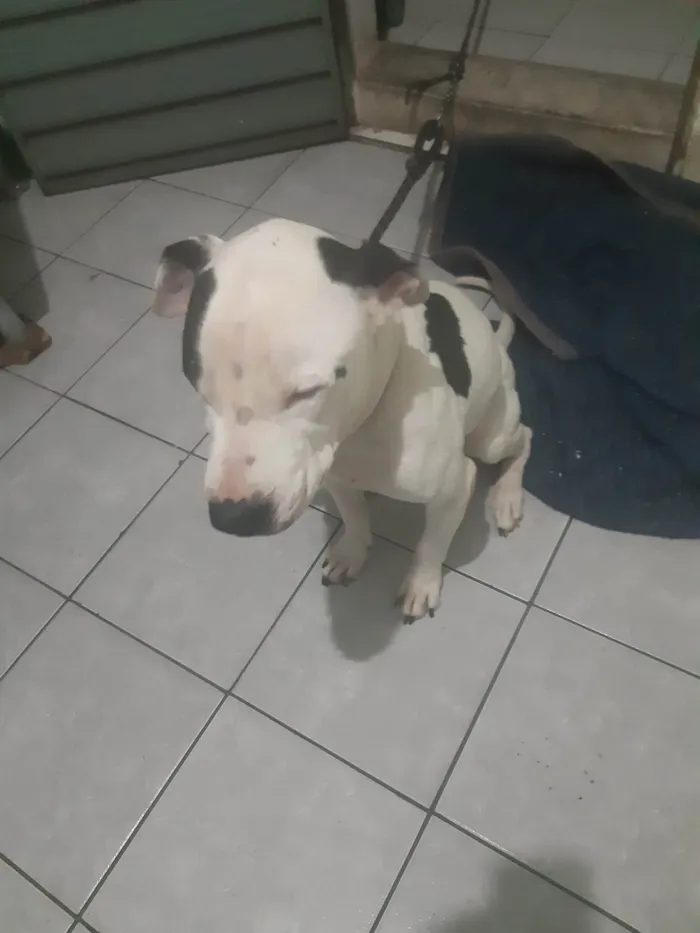 Cachorro raça Pit-Bull idade 7 a 11 meses nome Bred